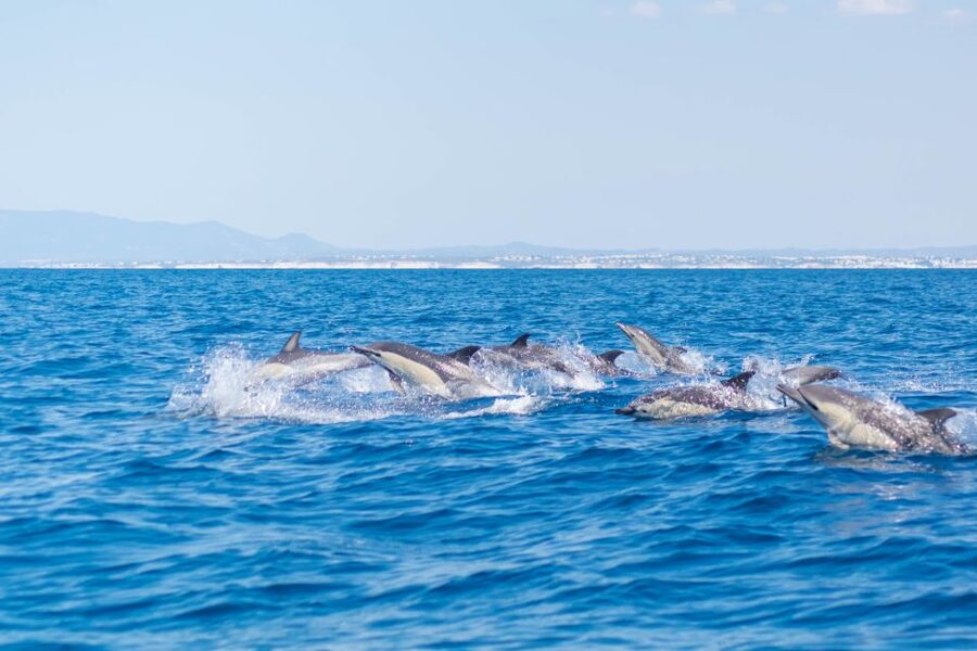 Portimão: Benagil Caves & Dolphins Watching with Biologist - Swim stop at a beach: the clean-water payoff and the sea-condition caveat