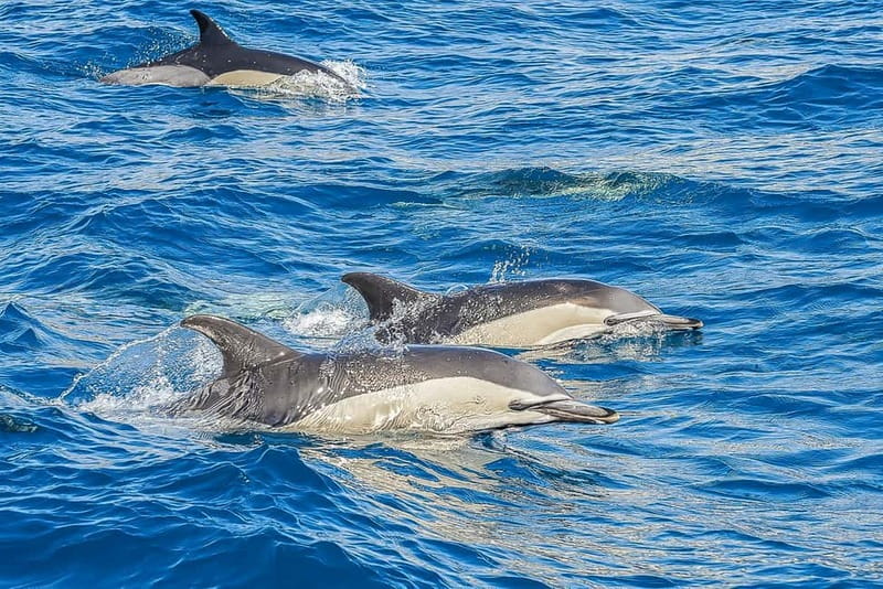 Portimão: Benagil Caves Speed Boat Tour with Sunset Option - Dolphins, Speed, and the Reality Check on Guarantees