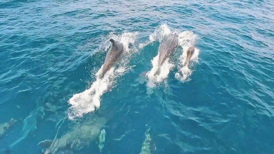 Portimão: Benagil Sea Caves Speedboat Adventure Tour - Algar Seco, Alfanzina Lighthouse, Carvalho Beach: the route that keeps it fun