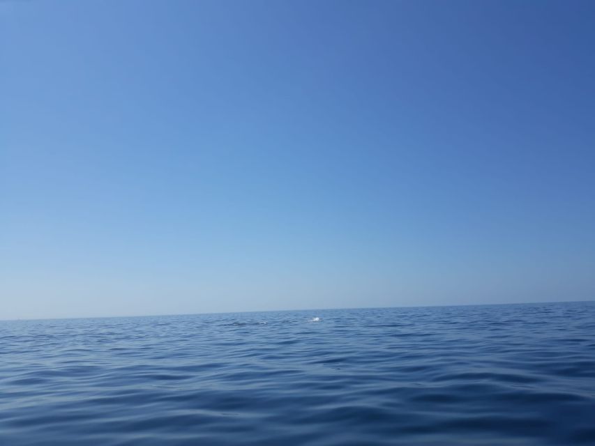 Portimão: Dophin Watching on the Algarve Coast - Languages on Board: English and Portuguese, Live Guidance