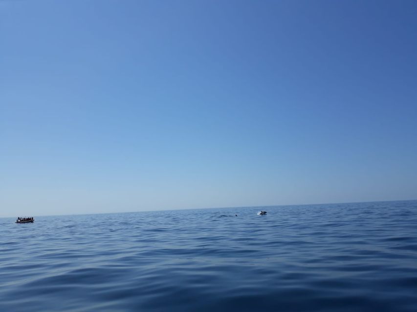 Portimão: Dophin Watching on the Algarve Coast - How the Dolphin Search Usually Plays Out (and Why the Guide Matters)