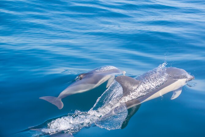 Portimão:Embark on Nature•Benagil and Dolphins•Biologist on board - What to Wear and Bring for an Open-Boat Ride
