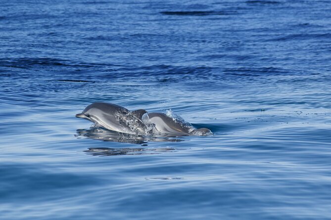 Portimão:Embark on Nature•Benagil and Dolphins•Biologist on board - Should You Book This Benagil Caves and Dolphin Trip?