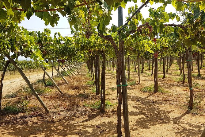 Private Algarve Wines Route - The Pickup at 2:00 pm, and Why Timing Matters