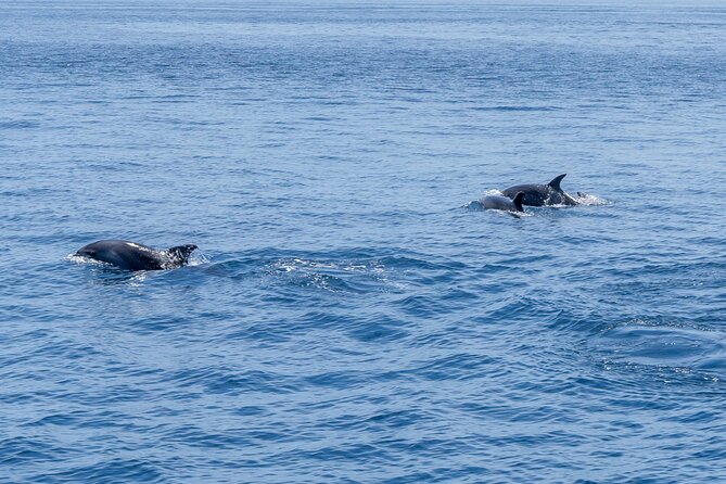 Private Coastline and Dolphins Yacht Cruise from Albufeira - Alfanzina Lighthouse views, plus a chapel story from the water