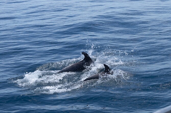 Private Coastline and Dolphins Yacht Cruise from Albufeira - Dolphins: how to enjoy them without waiting in stress