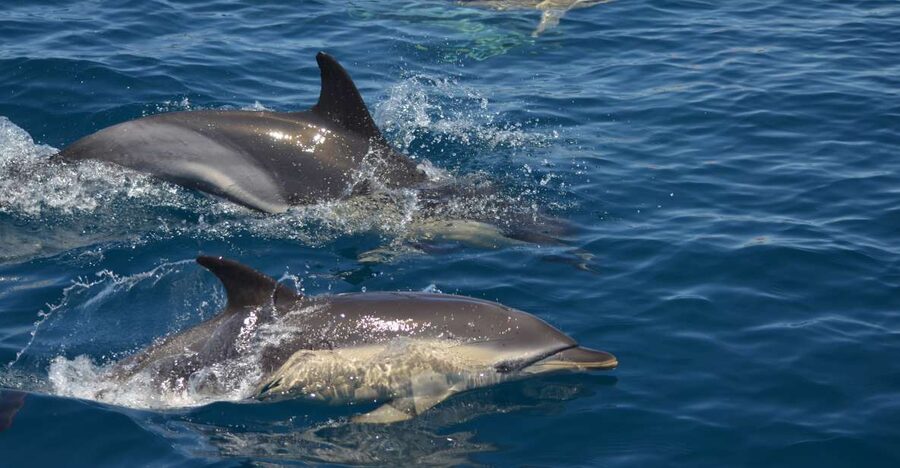 Quarteira: Algarve Coast, Caves and Dolphin Watching Cruise - What you see on the Algarve coast: cliffs, caves, birds, and beaches