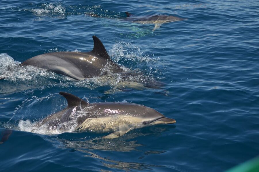 Quarteira: Algarve Coast, Caves and Dolphin Watching Cruise - Finding your boat start at Vilamoura Marina (and what to do with bags)