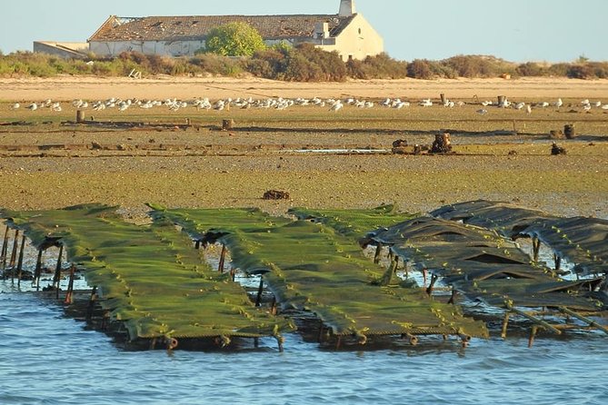 Ria Formosa - Boat trip to the 3 Islands: Armona | Culatra Island | Lighthouse - The guide and the animal-themed extras: bird, fish, and seafood context