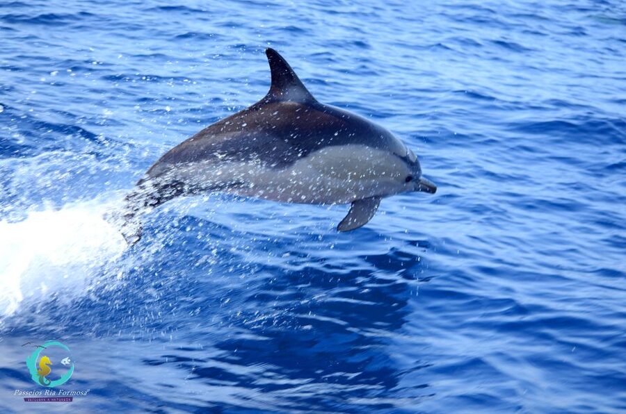Ria Formosa: Dolphin-Watching Boat Tour - What happens right after boarding: briefing, skipper talk, then scanning