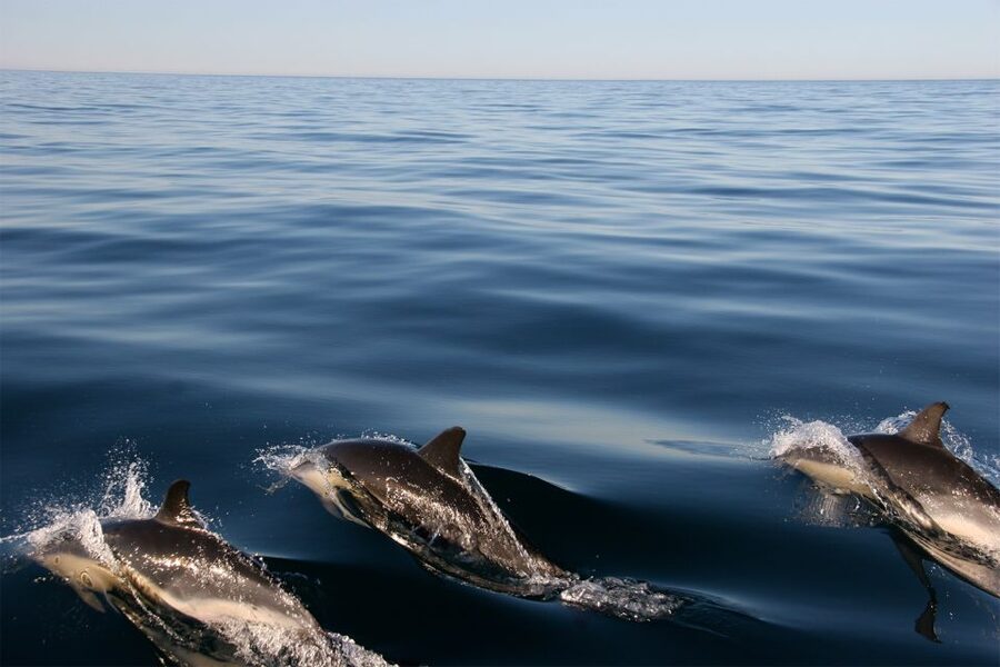 Ria Formosa: Dolphin-Watching Boat Tour - Through the Ria Formosa inlet: start in protected waters