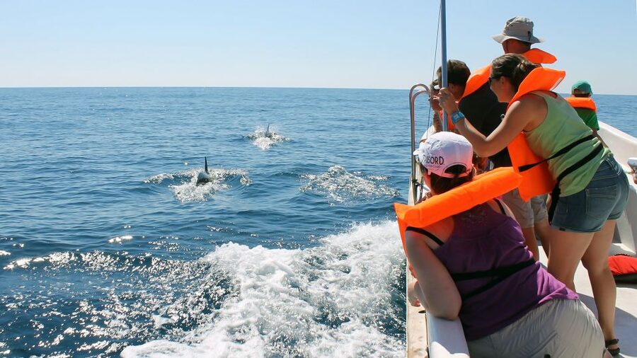Ria Formosa: Dolphin-Watching Boat Tour - Out to sea along the coastline for 1 to 3 miles