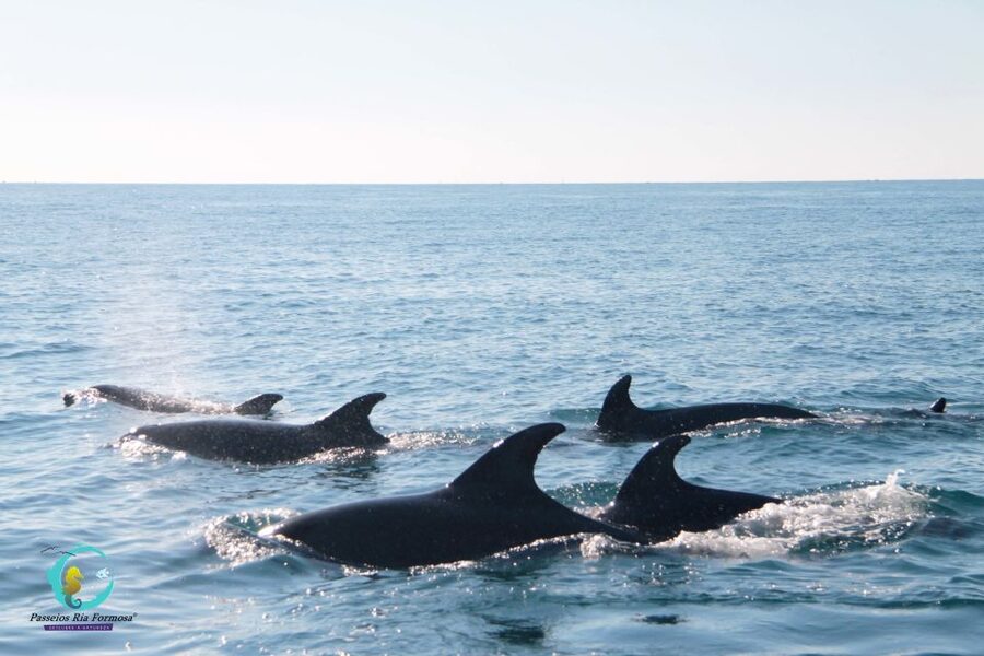 Ria Formosa: Dolphin-Watching Boat Tour - Dolphin spotting reality check: why the experience can swing