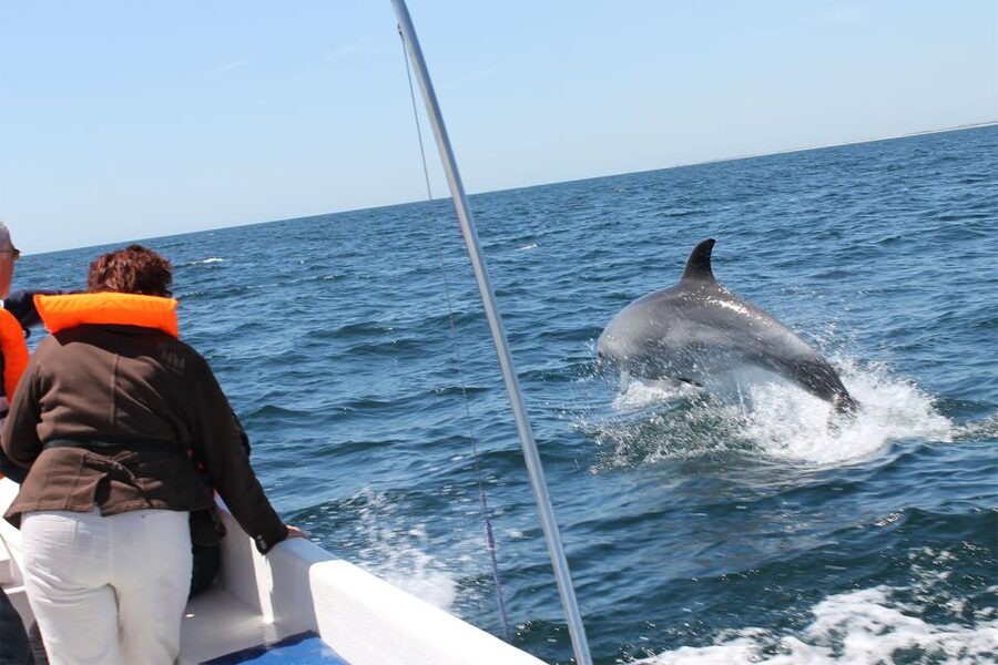 Ria Formosa: Dolphin-Watching Boat Tour - What to wear and bring so you enjoy the 138 minutes