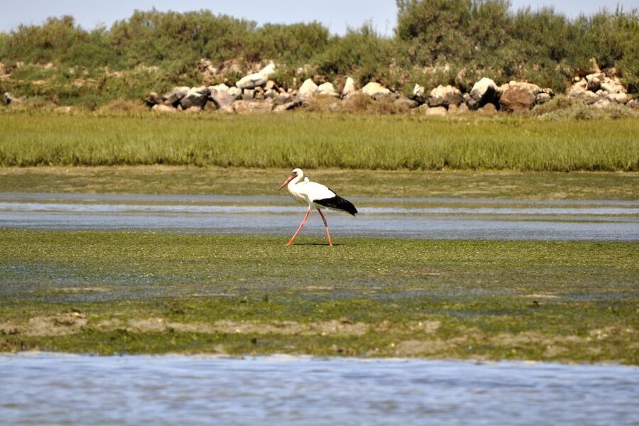 Ria Formosa National Park: Kayak Trip - What to wear and bring: plan for a splashing, sun-and-sky day