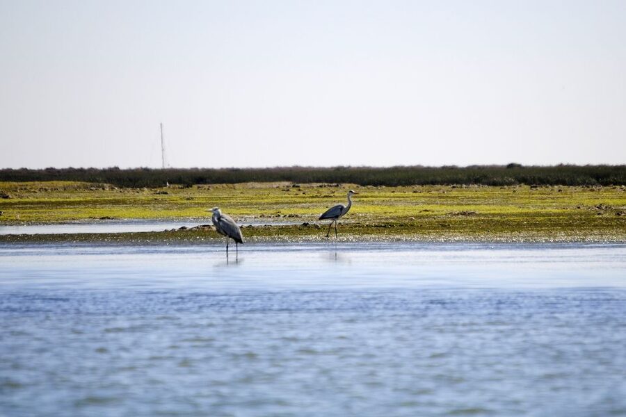 Ria Formosa National Park: Kayak Trip - Safety gear, skill levels, and who this kayak trip is (and is not) for