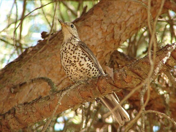Ria Formosa Natural Park Birdwatching Segway Tour from Faro - Key highlights worth your attention