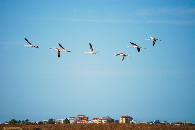 Ria Formosa Natural Park Birdwatching Segway Tour from Faro - Quinta do Lago, golf greens, and the “posh villas” contrast