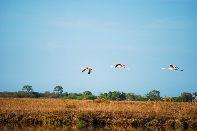 Ria Formosa Natural Park Birdwatching Segway Tour from Faro - Getting to Faro, meeting point, and pickup reality