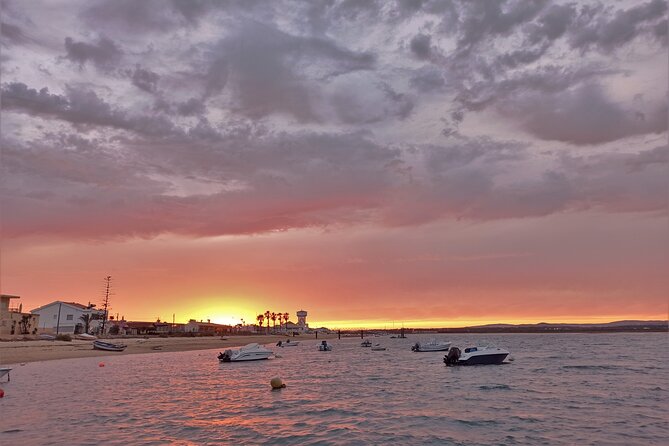 Ria Formosa Sunset 1 hour Boat Trip in Faro - The Wildlife You Can Spot: Spoonbills, Egrets, Herons, and Friends