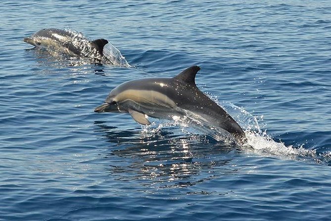 Safari & Boat Tour - Mountains & Dolphins - Should You Book This Safari and Boat Combo?
