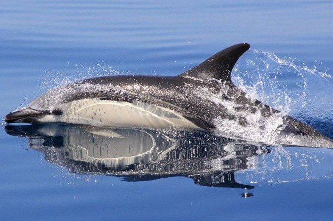 Safari & Boat Tour - Mountains & Dolphins - Getting started: pickup, Land Rover vibe, and why the 30 minutes matter