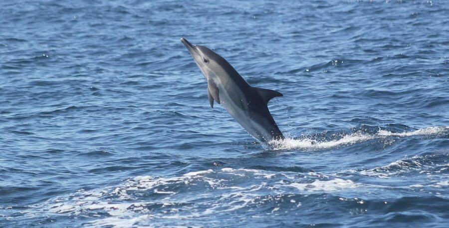 Sagres: Dolphin Watching Tour - Entering the experience at Porto da Baleeira (and what happens before you go)
