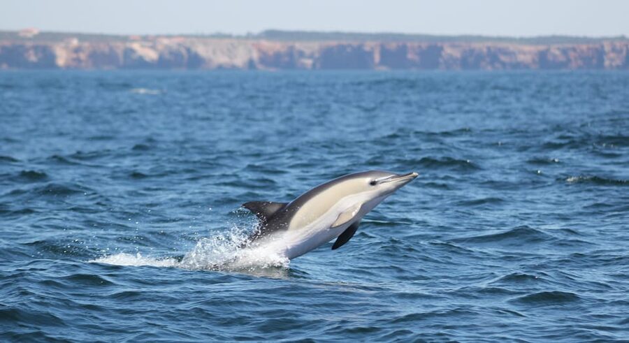 Sagres: Dolphin Watching Tour - Small details that change your experience: group size, interaction level, and time