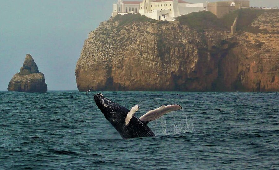 Sagres Wildlife Adventure: Dolphin and Whale Watching Tour - Key things you will notice on the water