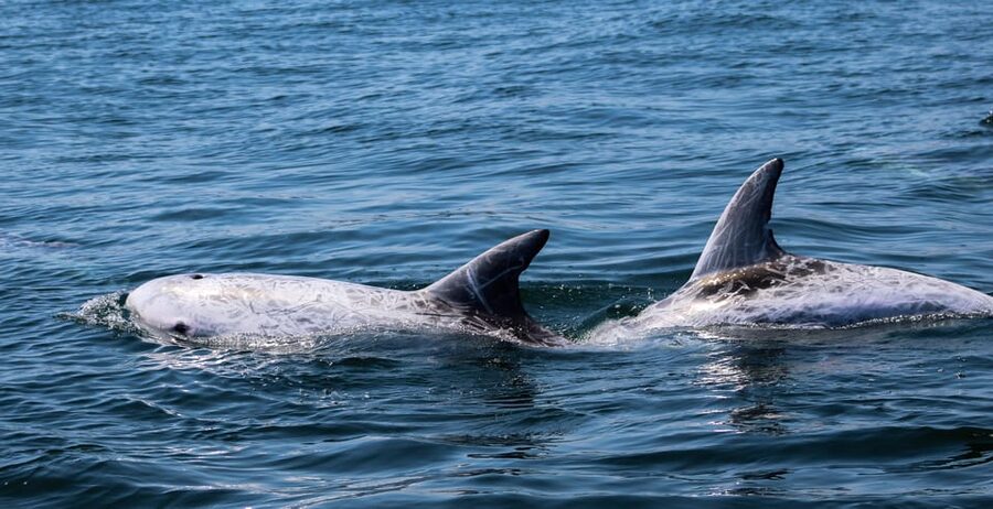 Sagres Wildlife Adventure: Dolphin and Whale Watching Tour - When sightings are great, and when nature says not today
