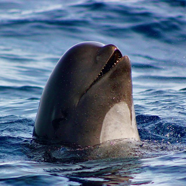 Sagres: Wildlife Tour Dolphins and Caves - Key things that make this tour worth your time