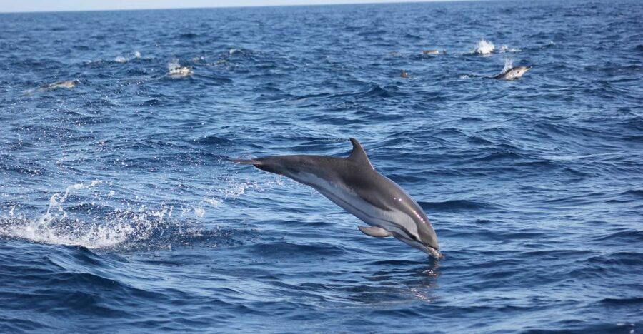 Sagres: Wildlife Tour Dolphins and Caves - Sagres dolphin watching plus Costa Vicentina caves, in one smooth 2 hours