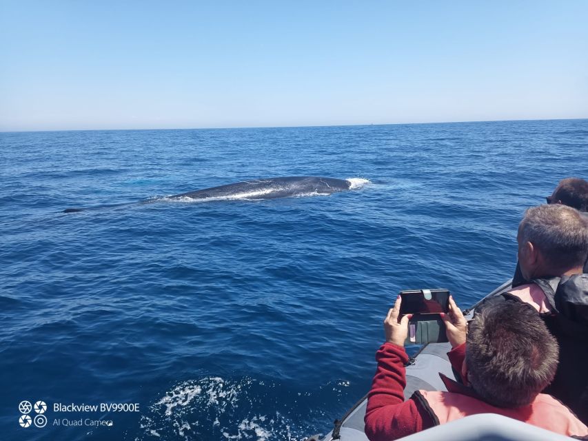 Salema: Dolphin Watching - Dolphins Off Salema: How This 1.5-Hour Trip Feels