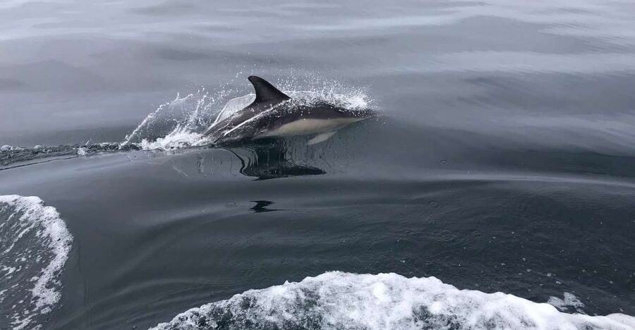Salema: Dolphin Watching - The Salema Beach Boarding Moment That Sets the Tone