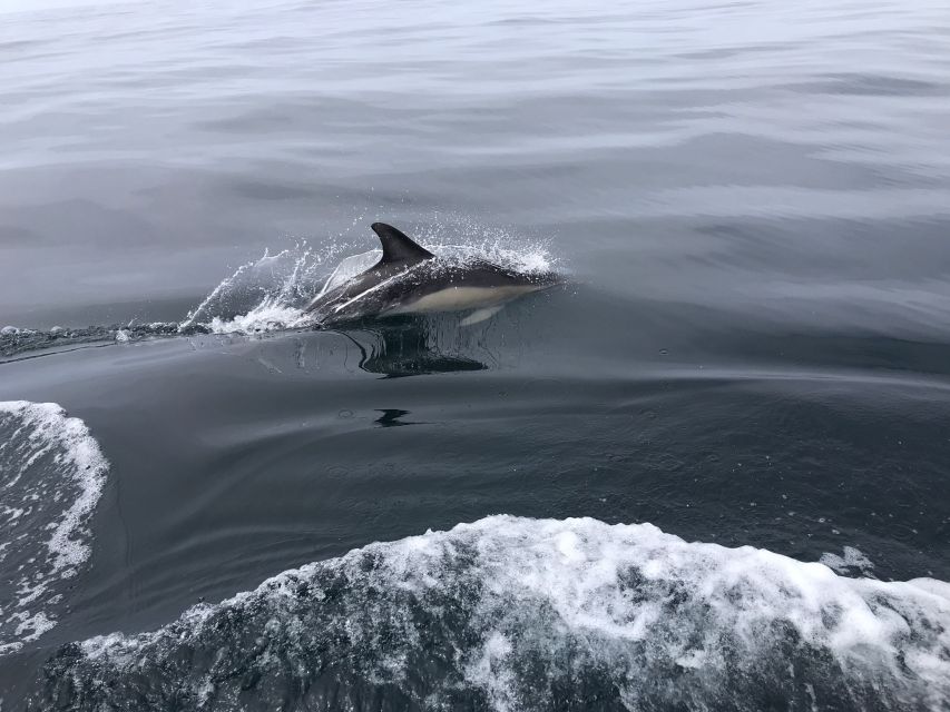 Salema: Dolphin Watching - Who This Dolphin Watching Trip Fits Best