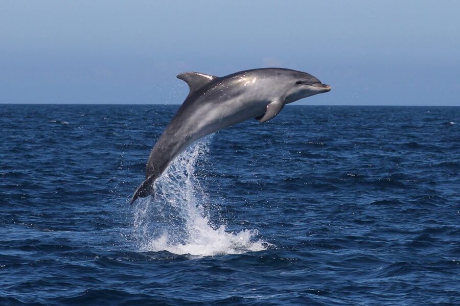 Salema: Dolphin Watching - Getting Started at Salema Tours, Largo da Liberdade 4