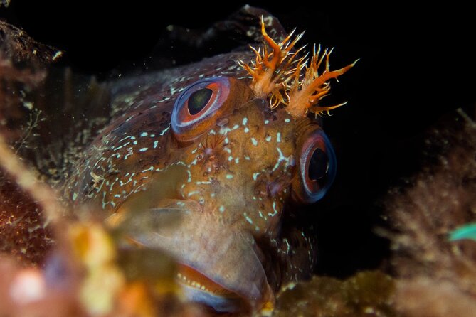Scuba Diving Albufeira-Double Dive Trip - Gear math: tanks and weights included, but 20€ can change your budget