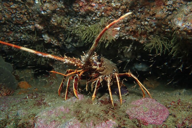 Scuba Diving Albufeira-Double Dive Trip - Who this Albufeira double-session works best for