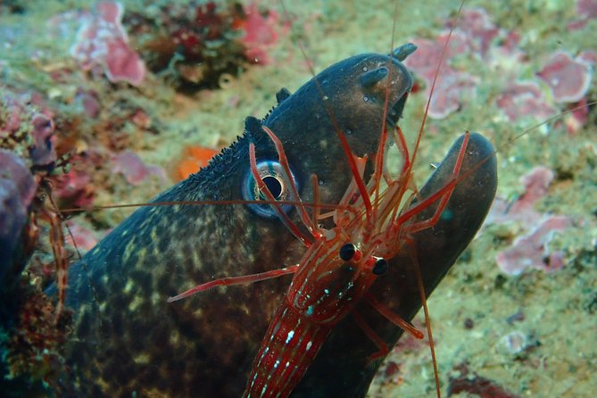 Scuba Diving Albufeira-Double Dive Trip - Price and logistics: good value if you’re prepared