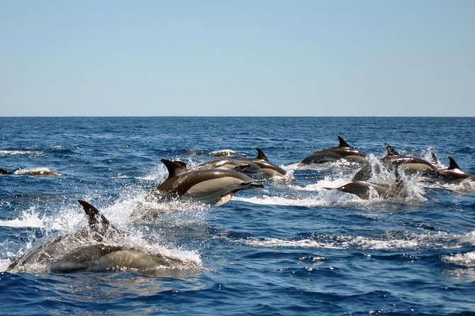 Sealife Sea Safari, Dolphin Watching with Marine Biologist's Lagos - Boat choice: speed and comfort on the choppy Atlantic