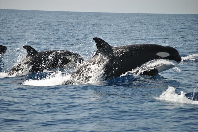Sealife Sea Safari, Dolphin Watching with Marine Biologist's Lagos - What you can see besides dolphins