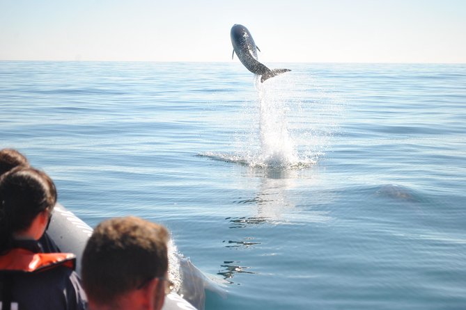 Sealife Sea Safari, Dolphin Watching with Marine Biologist's Lagos - How close you get, and why safety feels real here