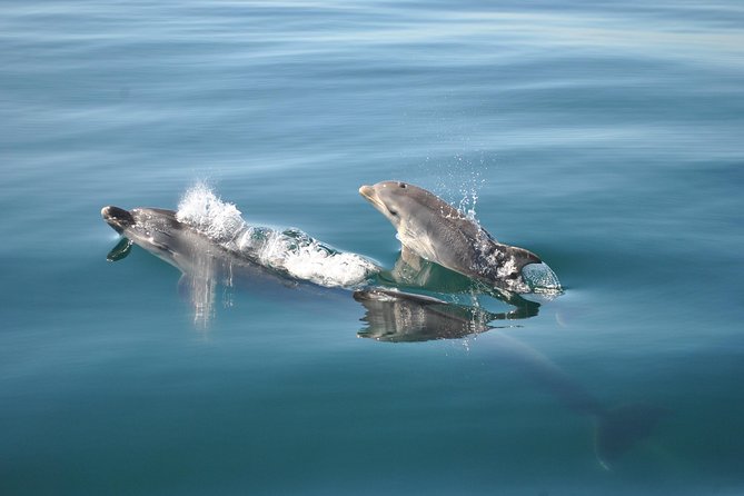 Sealife Sea Safari, Dolphin Watching with Marine Biologist's Lagos - Group size and the marine biologist Q&A advantage