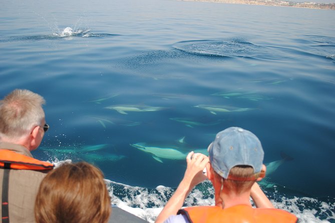 Sealife Sea Safari, Dolphin Watching with Marine Biologist's Lagos - Weather, timing, and what to pack so you stay happy