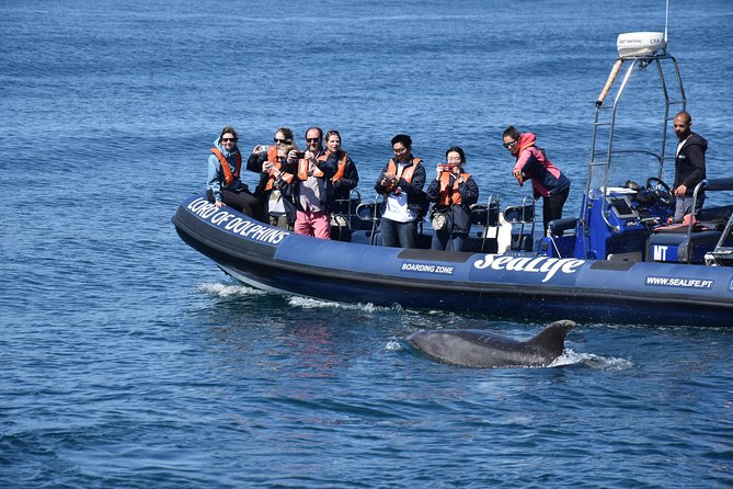 Sealife Sea Safari, Dolphin Watching with Marine Biologist's Lagos - How your dolphin search actually plays out