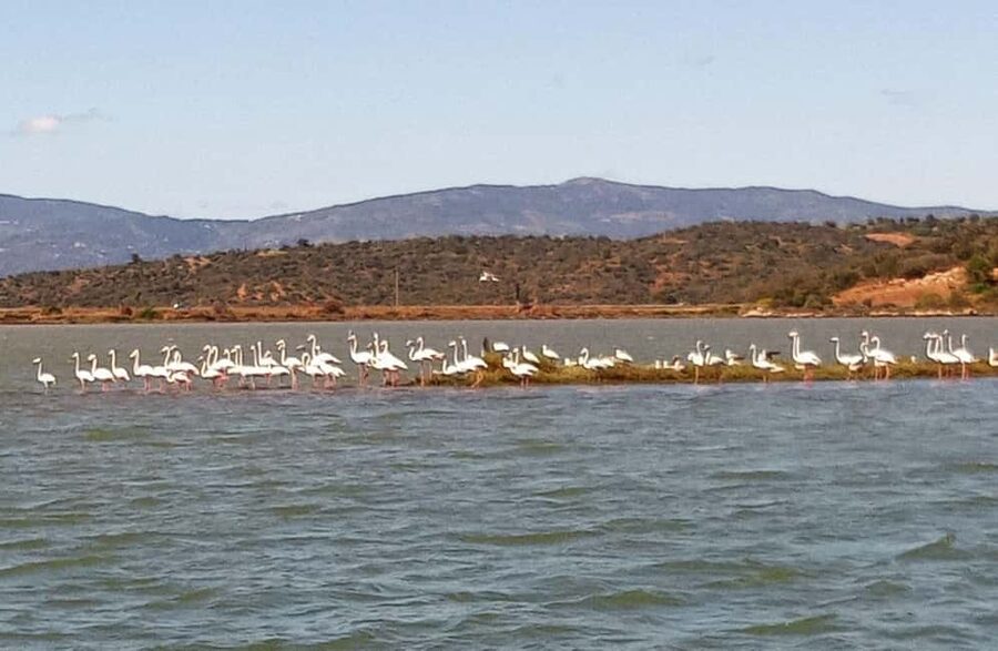 Silves History & Nature Boat Tour on the Arade River - Pace and group size: calm is the point