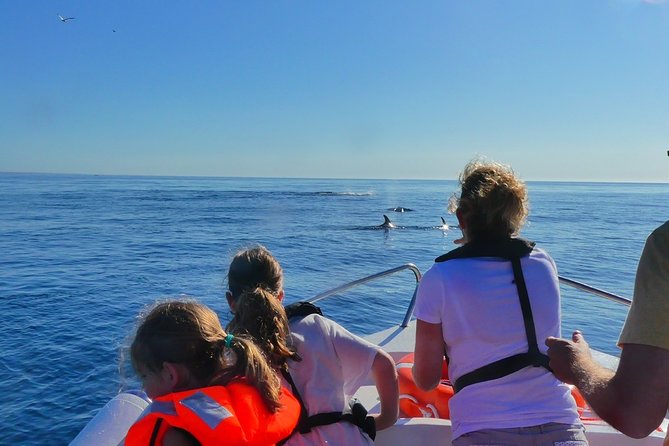 Small Group Dolphin and Wildlife Watching Tour in Faro - Why Faro’s Morning Dolphin Tour Works Better Than a Big-Group Cruise