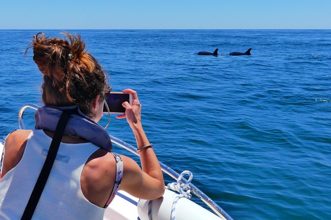 Small Group Dolphin and Wildlife Watching Tour in Faro - Wildlife You’ll Hope to See, From Dolphins to Birds and Sunfish