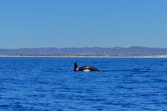 Small Group Dolphin and Wildlife Watching Tour in Faro - How the Marine Biologists Make This Feel Ethical, Not Just Exciting