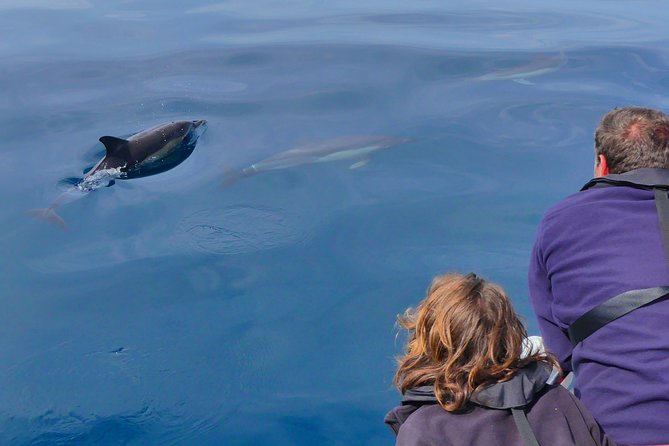Small Group Dolphin and Wildlife Watching Tour in Faro - Time on Water, Viewing Windows, and Photo Tips That Actually Help